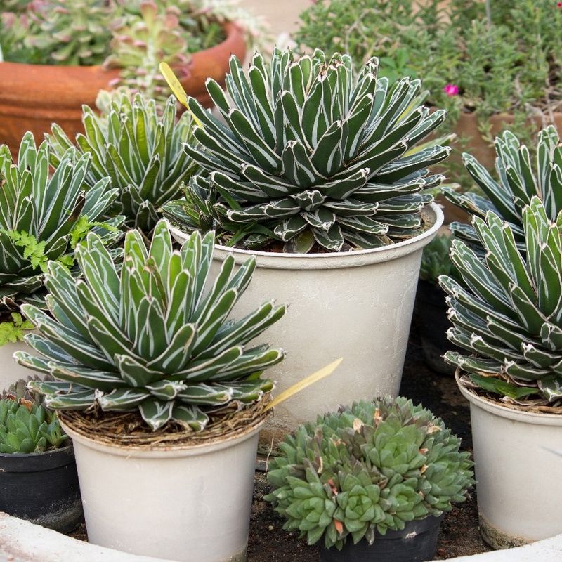 Agave Stays Tough In Full Sun With Minimal Water