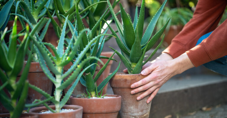 plants (featured image)