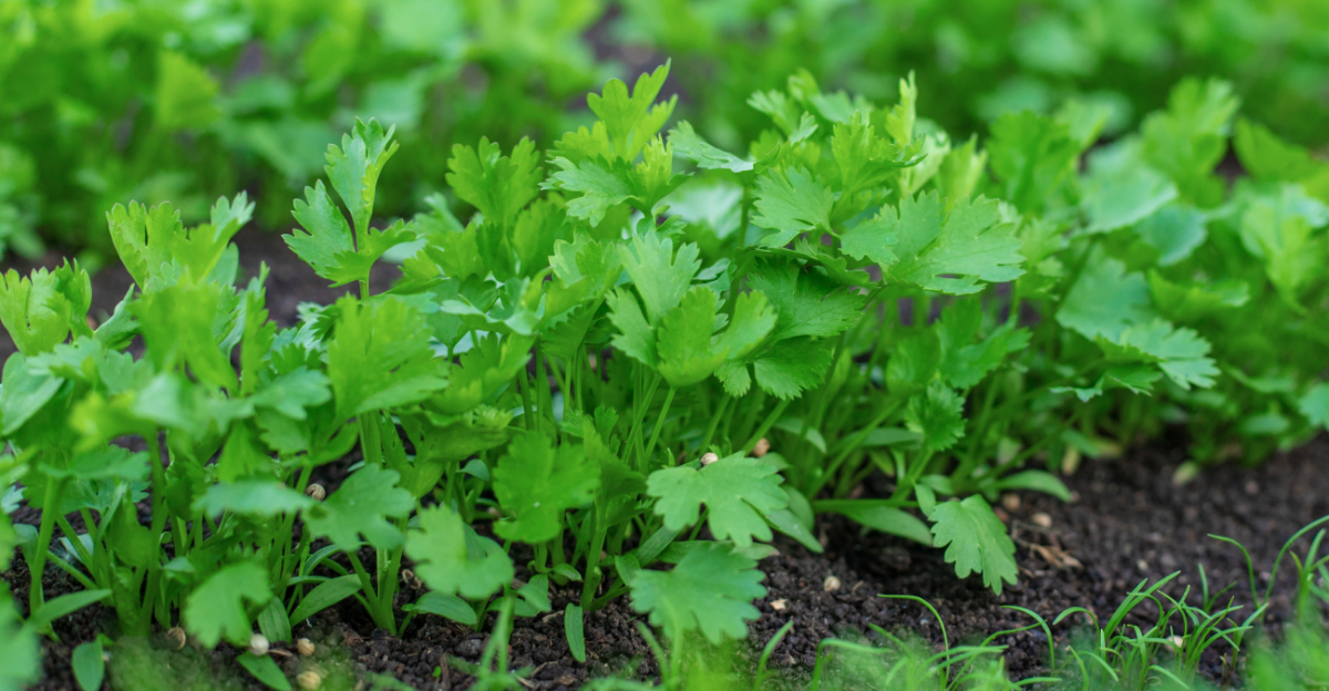 8 Tender Herbs Georgia Gardeners Should Plant In April