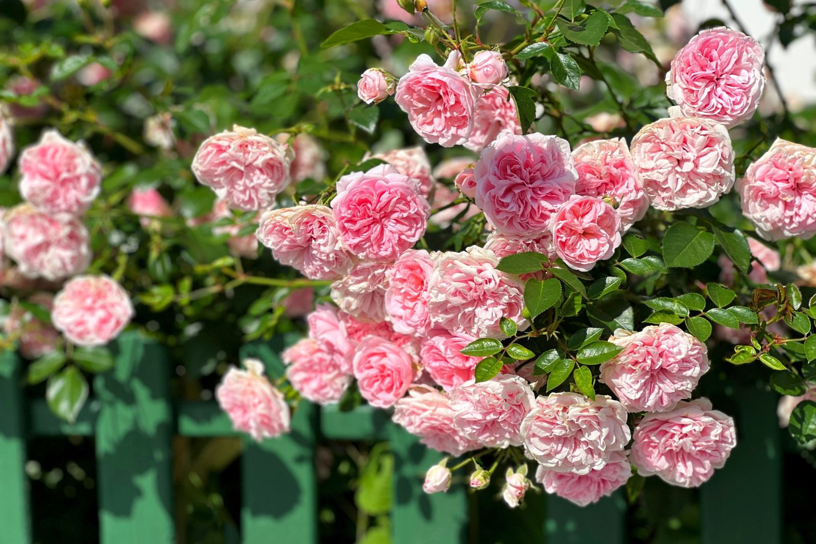 climbing roses