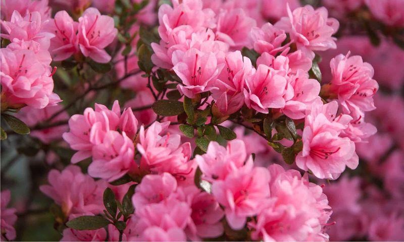 Azaleas