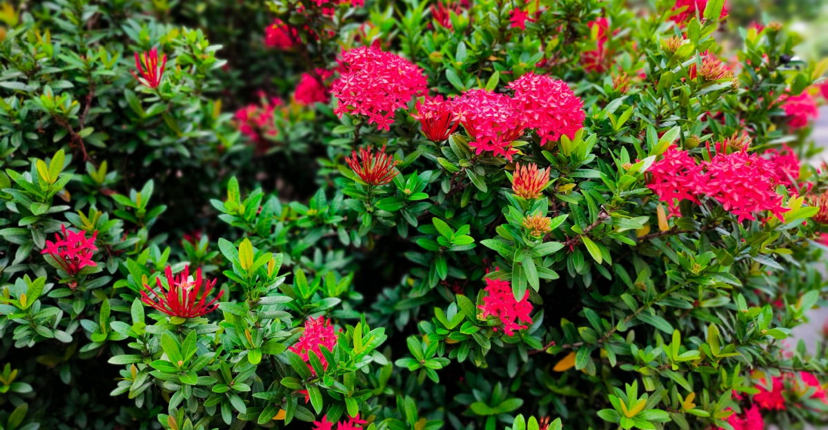 ixora