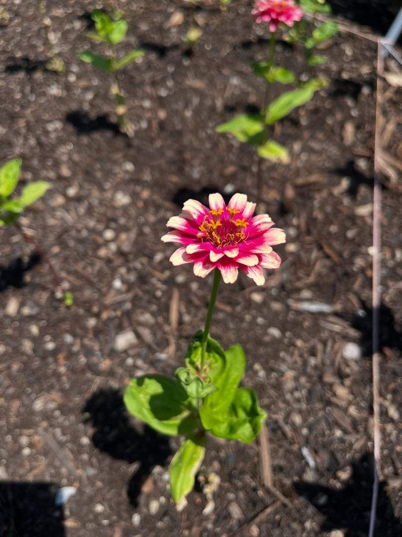 Plant Zinnias After The Last Frost