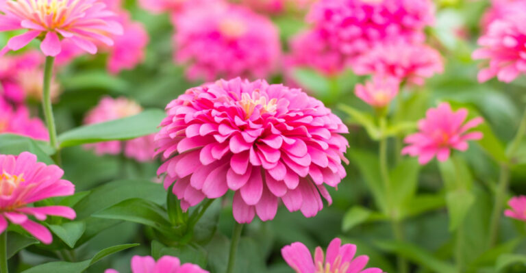 8 Things Michigan Gardeners Should Watch Out For When Growing Zinnias
