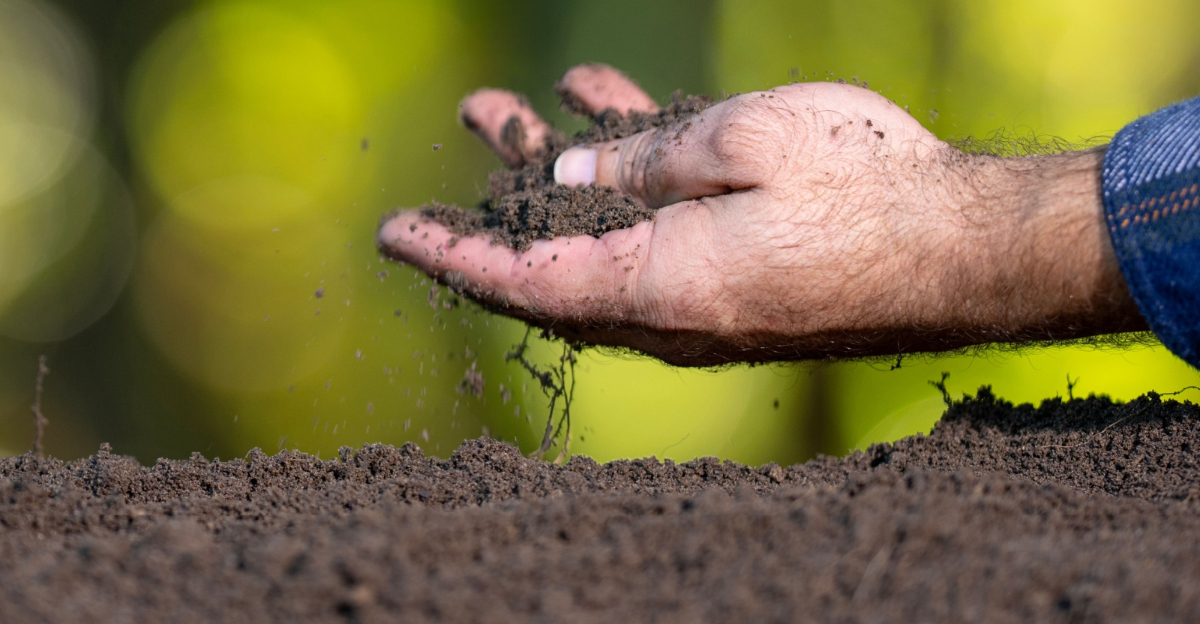 gardener holds a handful of soil