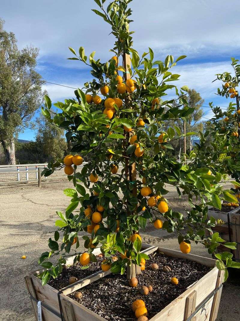 Choose A Heat Tolerant Lemon Variety