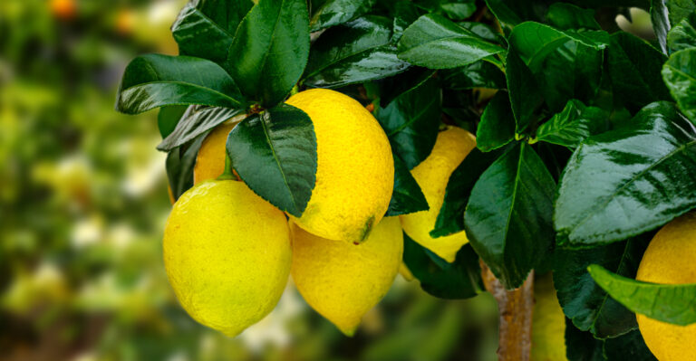 lemon tree (featured image)