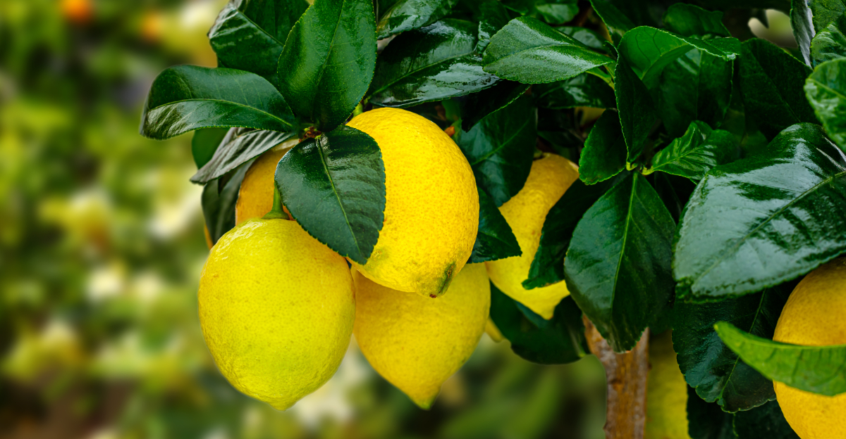 lemon tree (featured image)