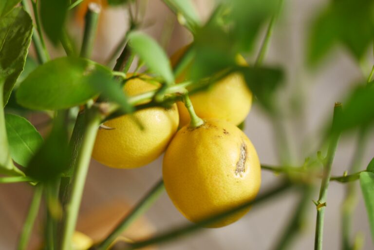 lemon tree