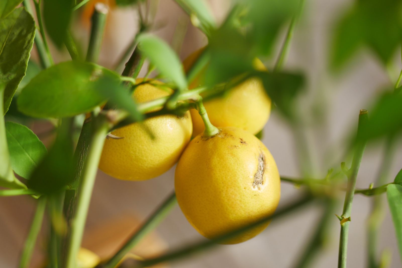 lemon tree