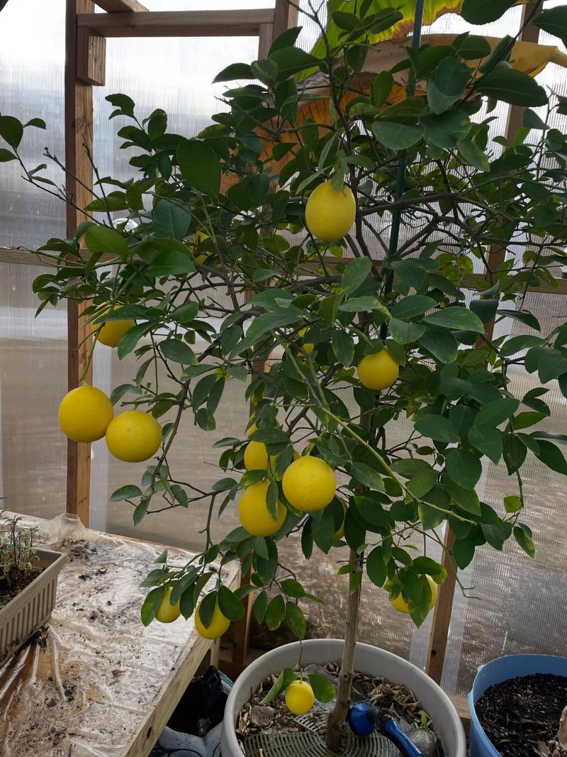 Choose The Right Lemon Variety
