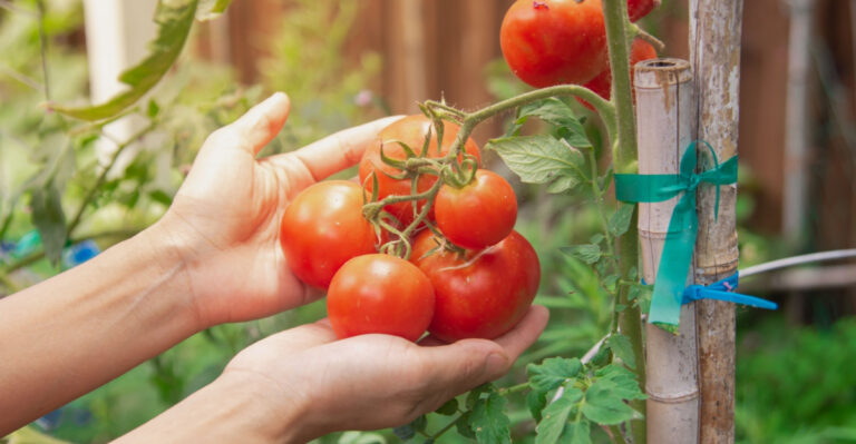 8 Tips For Texas Gardeners To Grow A Delicious Edible Garden On A Budget
