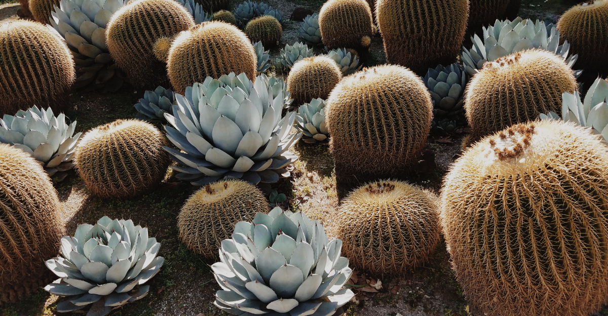 cactus (featured image)
