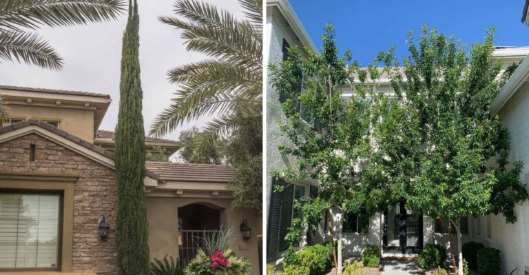 8 Trees That Create Natural Privacy In Arizona Yards Without A Fence