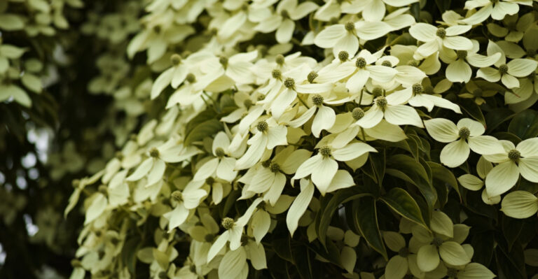Kousa Dogwood