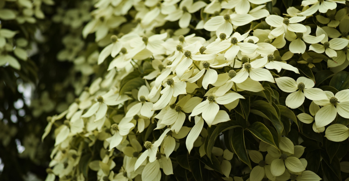 Kousa Dogwood