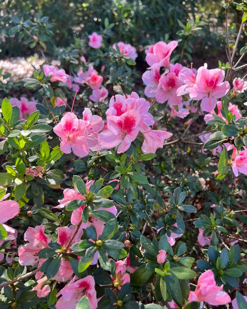 Azalea Fills Shrubs With Bright Spring Color