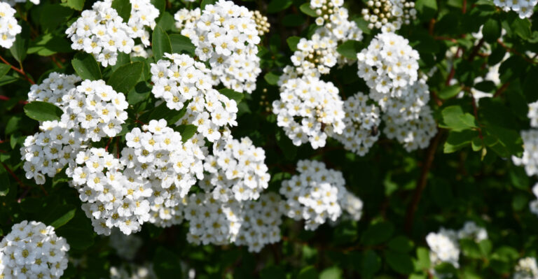 plants (featured image)