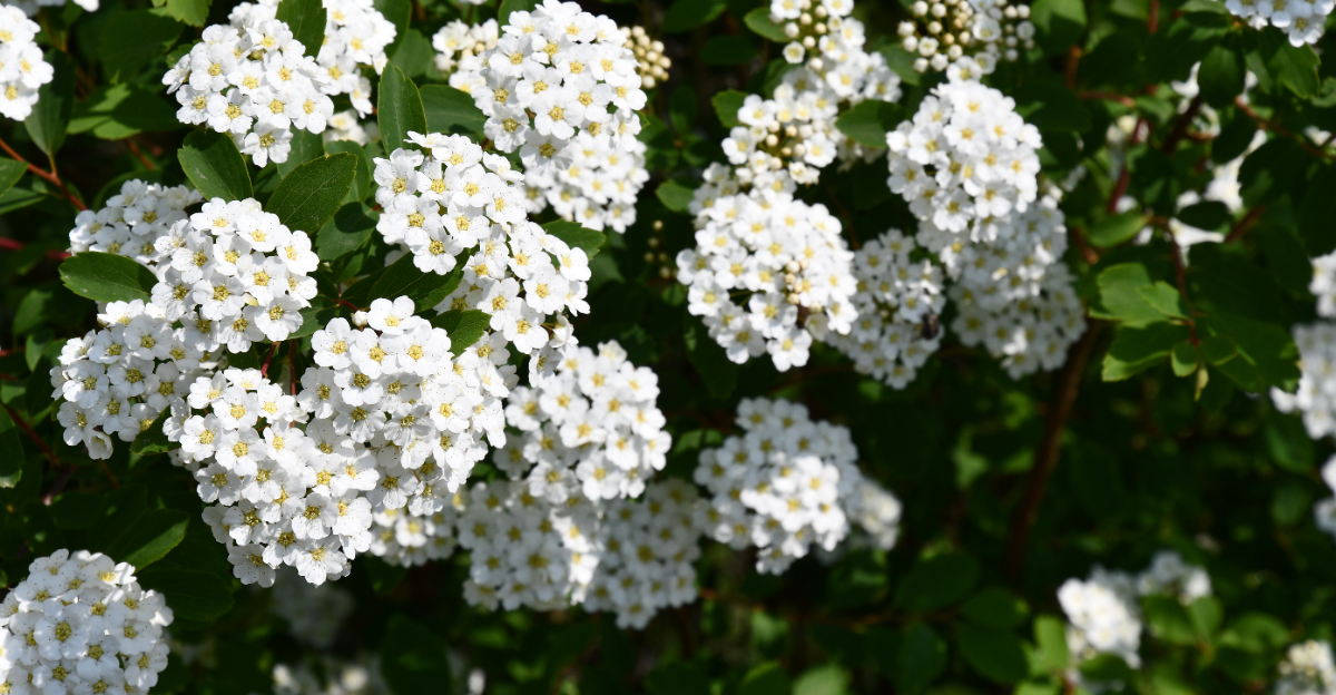 plants (featured image)