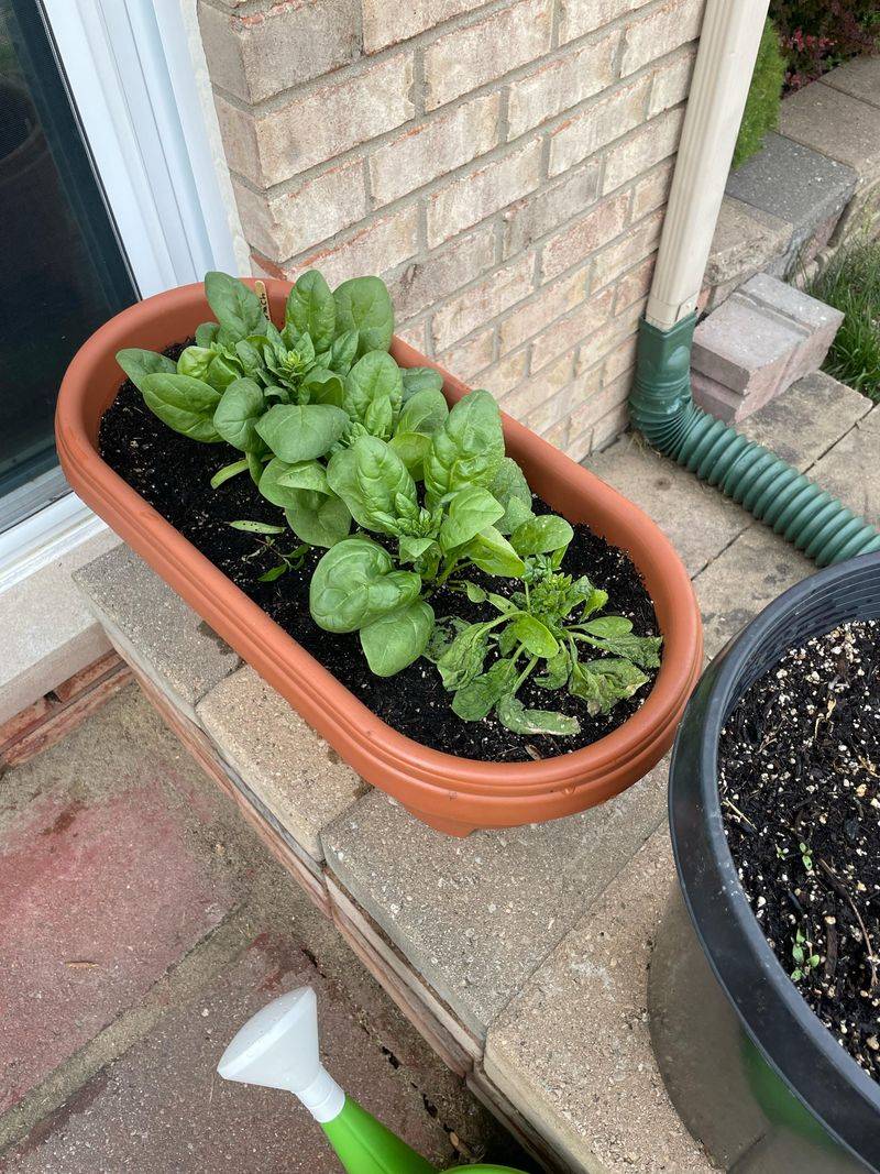 Spinach Handles Mild Spring Temperatures Well
