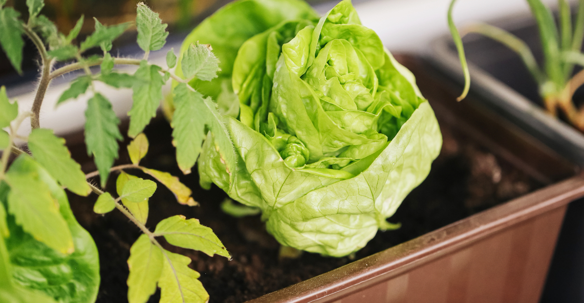 vegetables (featured image)