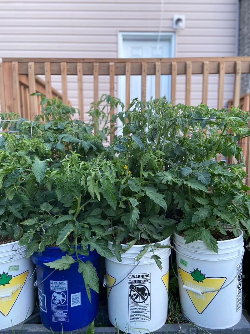 Cherry Tomato Handles Bucket Gardening Surprisingly Well