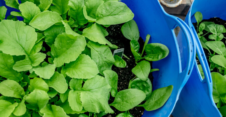 vegetables (featured image)