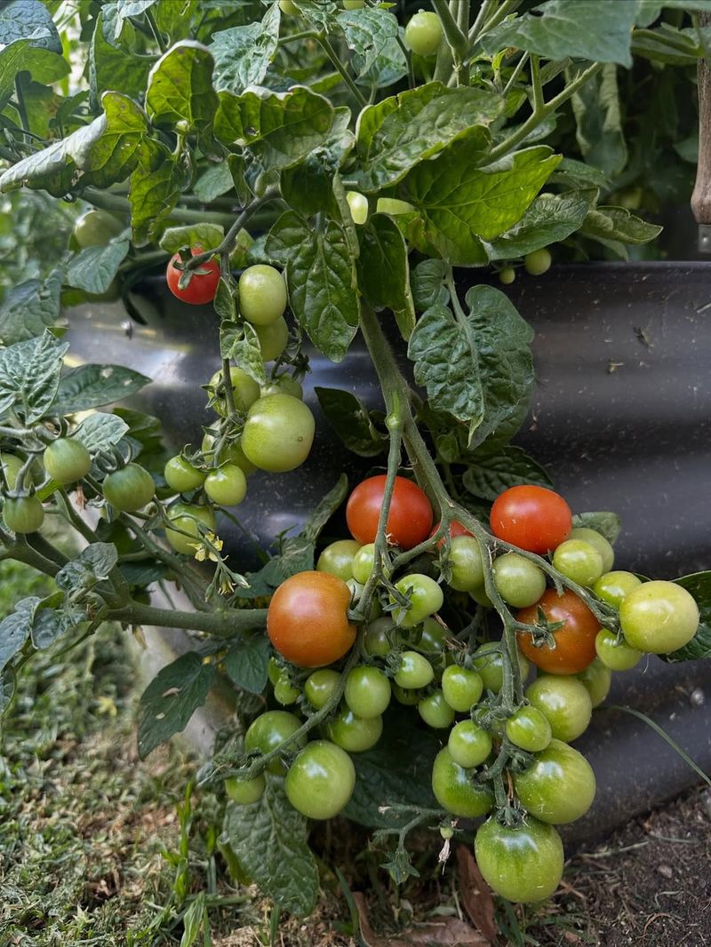 Cherry Tomatoes Produce Many Fruits On Compact Plants