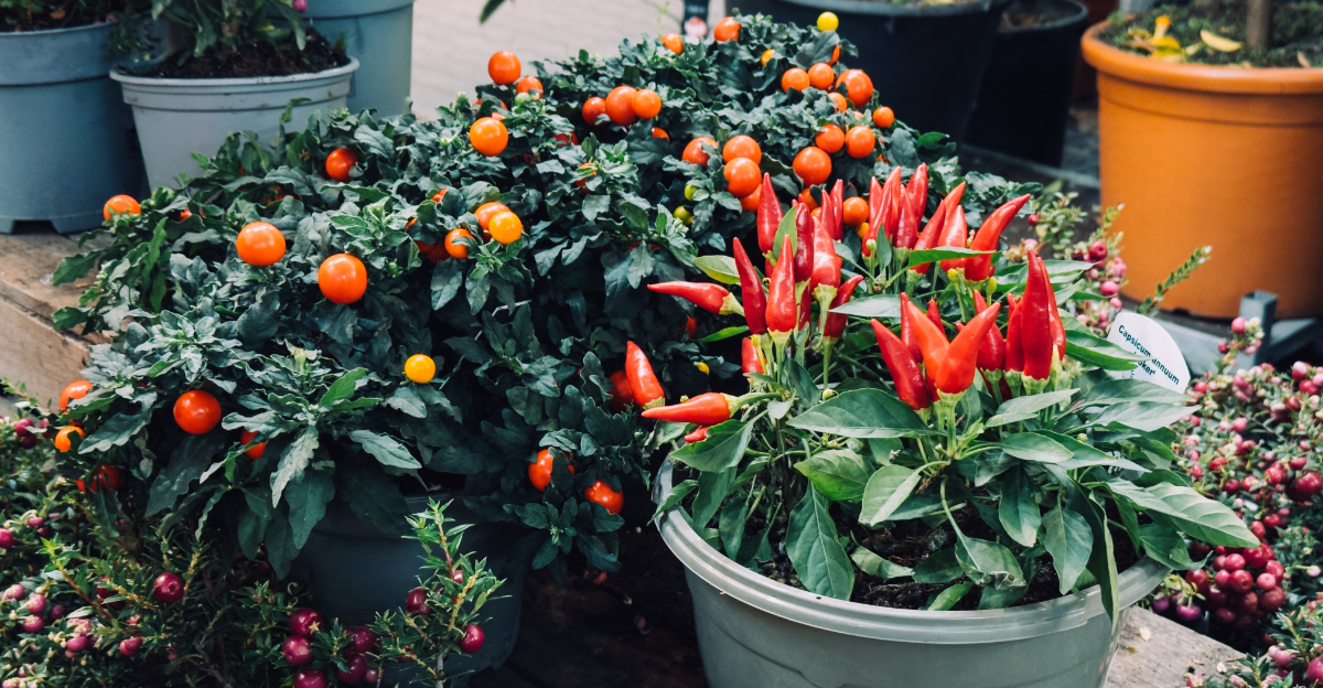 vegetables (featured image)