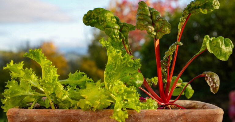 vegetable (featured image)