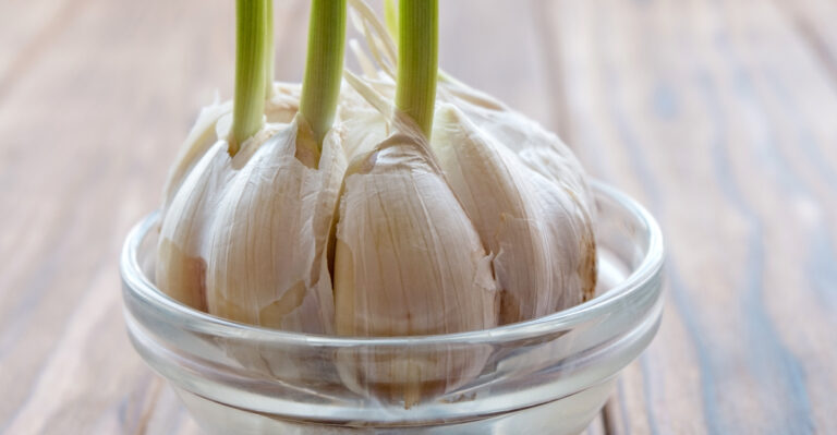 garlic (featured image)