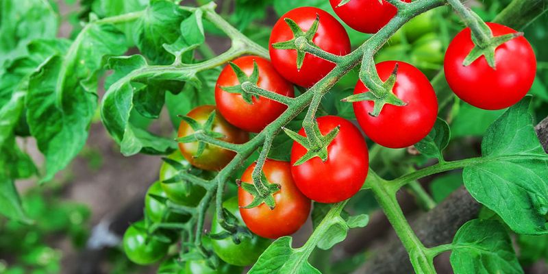 Tomatoes Need A Six To Eight Week Head Start
