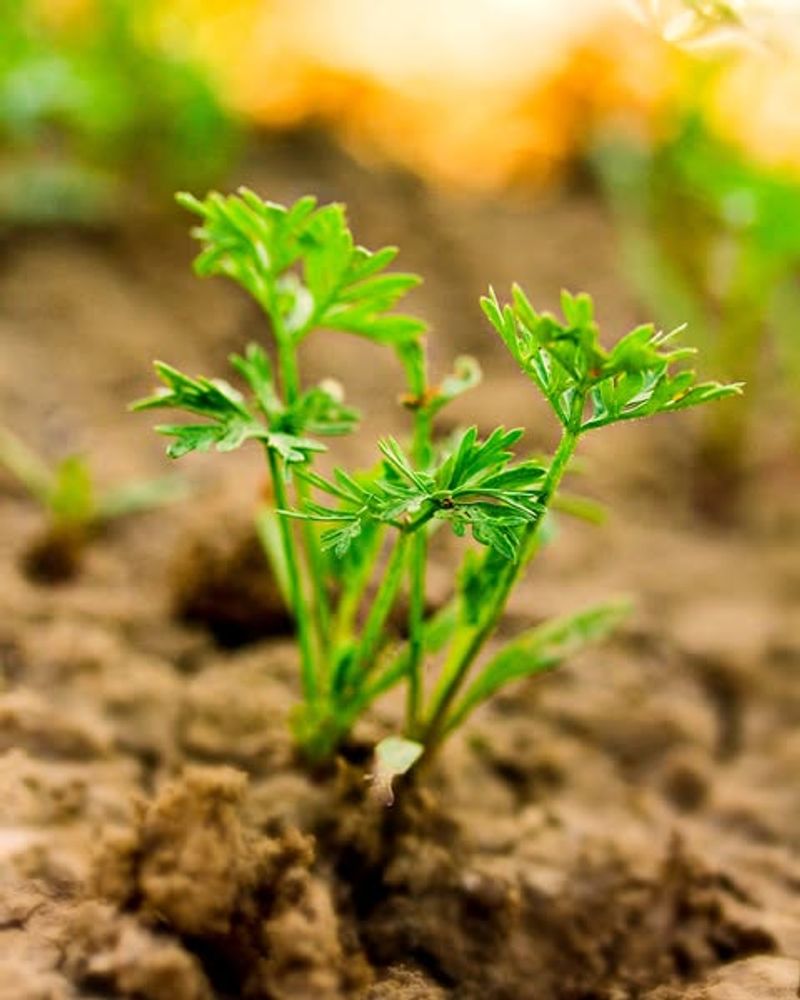 Carrots Germinate Well In Cool Early Spring Soil