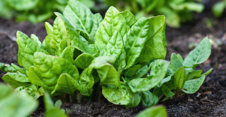 vegetable (featured image)