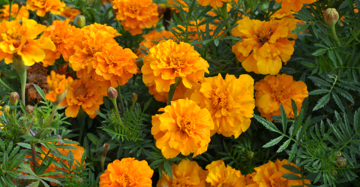 plants (featured image)