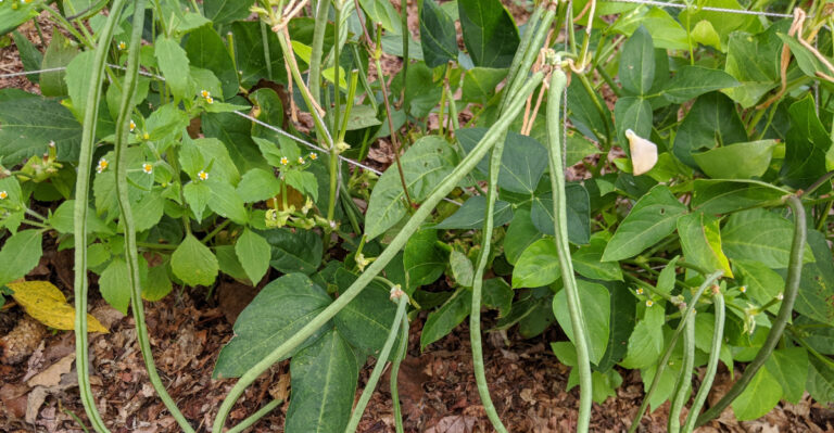 vegetables (featured image)