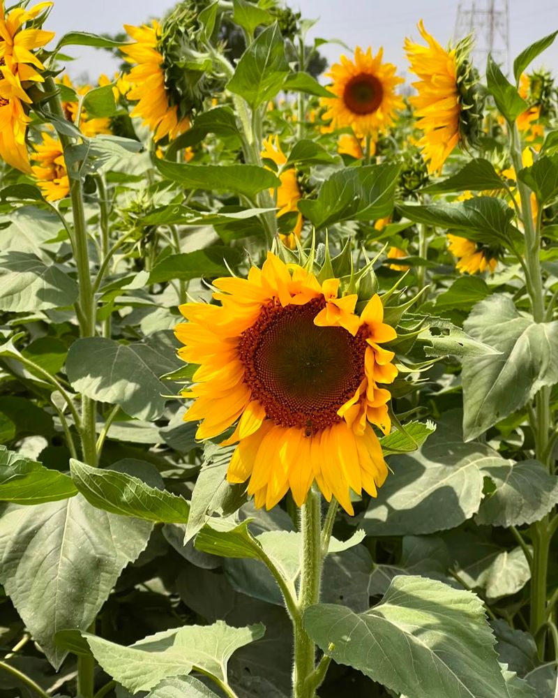 Sunflower Establishes Easily From Direct Sowing Outdoors