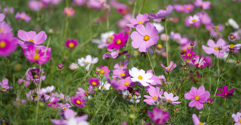 cosmos (featured image)