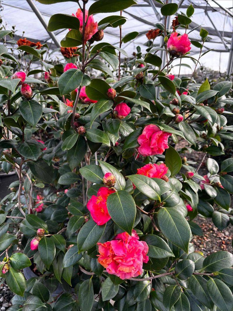 Camellia Produces Elegant Blooms In Cooler Months
