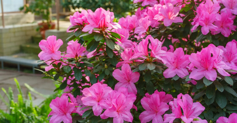 shrub (featured image)