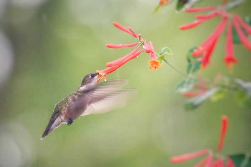 Coral Honeysuckle Attracts Hummingbirds With Bright Red Blooms