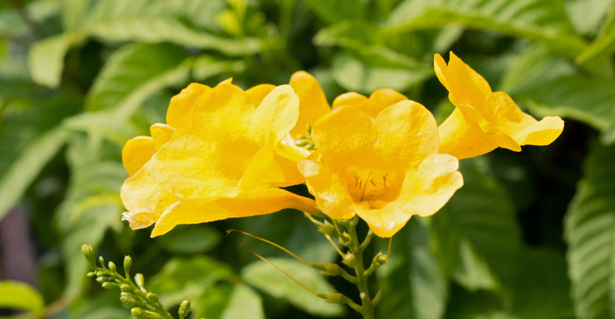 Yellow jessamine's yellow flower