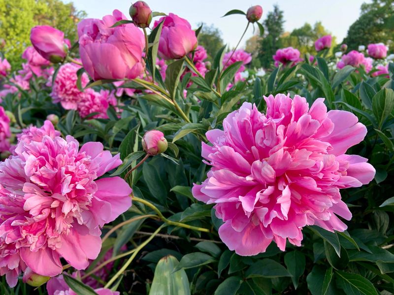 Peonies Bring The Big Romantic Blooms Roses Wish They Had