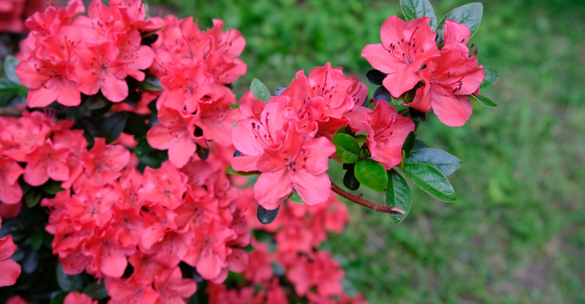 Hershey's Red Azalea