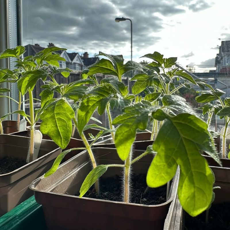Tomatoes Start Strong Indoors Before Spring Planting