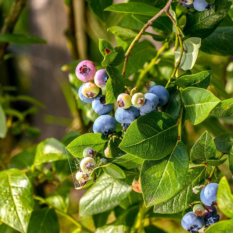 9 Berry Plants Perfect For Northern California Gardens Positivebloom