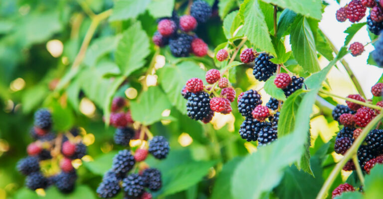 9 Berry Plants Perfect For Northern California Gardens