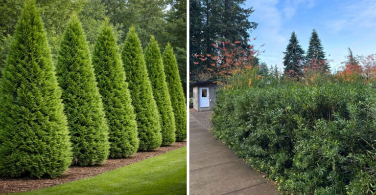 9 Best Hedges For Privacy In Georgia Gardens
