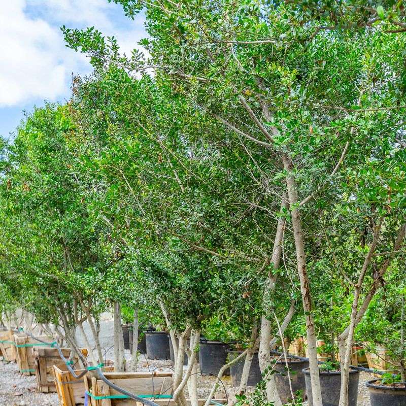 Yaupon Holly Creates A Dense Evergreen Screen