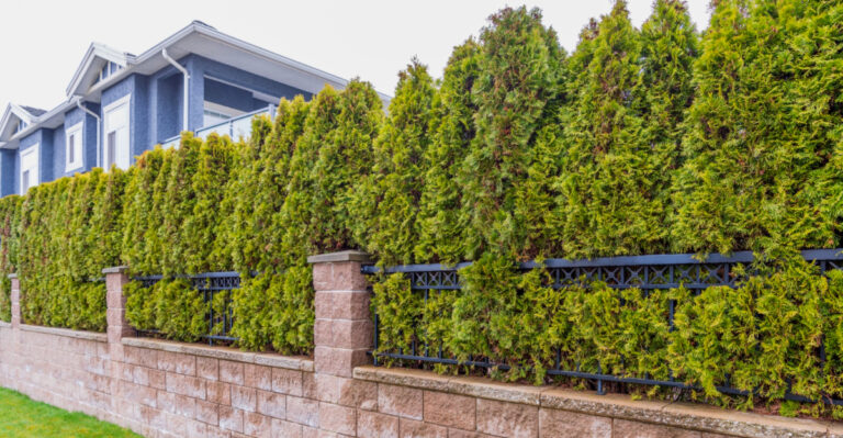 9 Best Hedges For Privacy In North Carolina Gardens